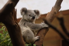Koala, pe lista celor 113 specii care au nevoie de ajutor urgent dupa incendiile din Australia